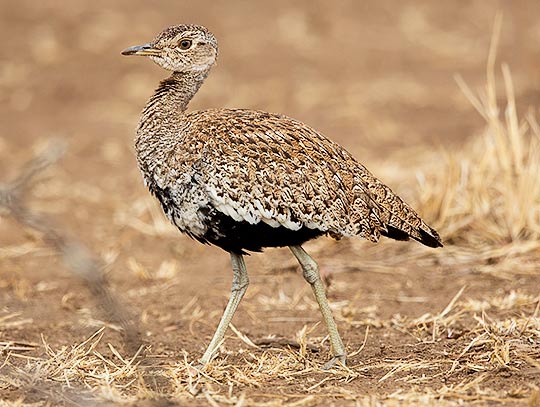 Red-crested Korhaan